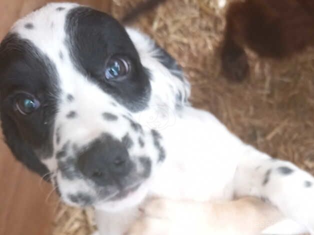 Female cocker puppy for sale in Burnham, Buckinghamshire