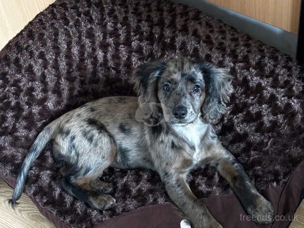 Female cocker spaniel 15 weeks old for sale in Southampton, Hampshire