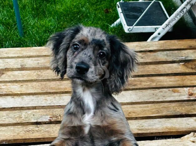 Cocker Spaniels for sale in Southampton, Hampshire