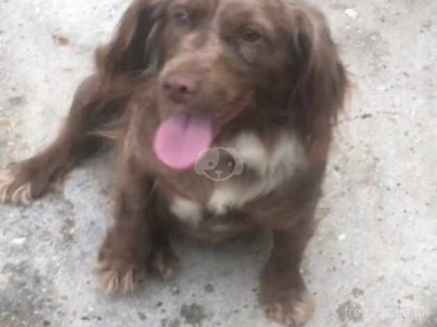 Cocker Spaniel Puppies for sale in Hampshire