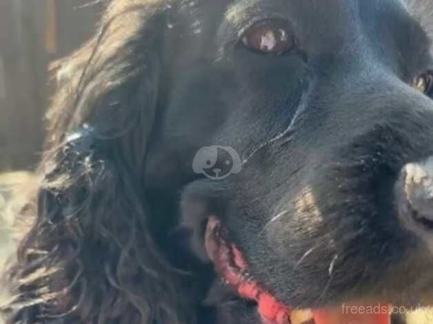 Female cocker spaniel aged 6 for sale in Stockton-on-Tees, County Durham