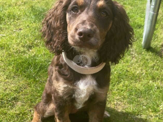 Female cocker spaniel for sale in Chesterfield, Derbyshire - Image 1