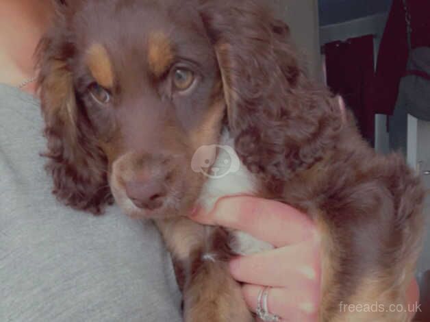 Female cocker spaniel for sale in Chesterfield, Derbyshire - Image 2