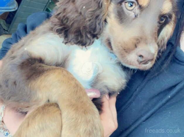 Female cocker spaniel for sale in Chesterfield, Derbyshire - Image 3