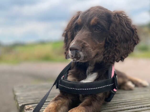 Female cocker spaniel for sale in Chesterfield, Derbyshire - Image 4