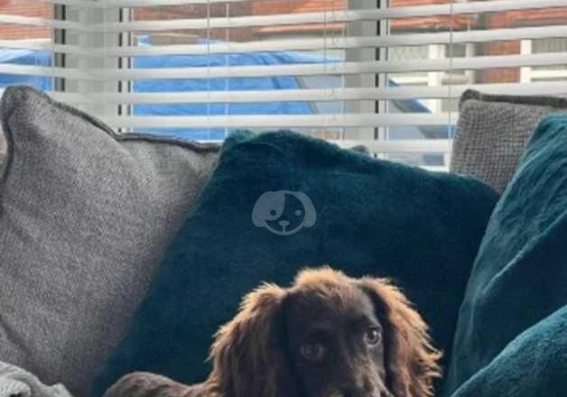 Female cocker spaniel for sale in Kingston upon Hull, East Riding of Yorkshire