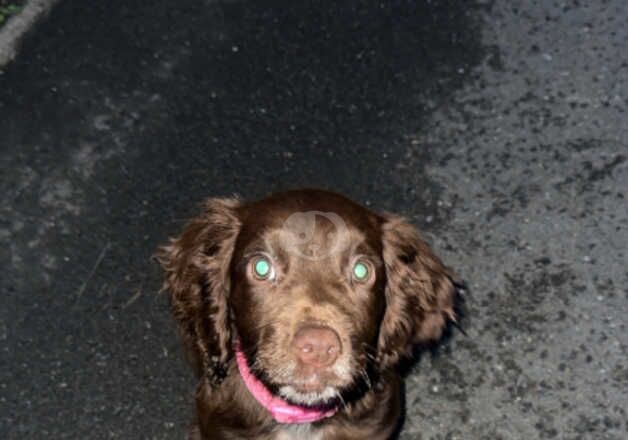 Cocker Spaniels for sale in Kingston upon Hull, East Riding of Yorkshire