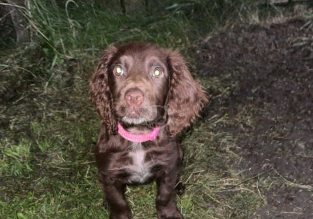 Female cocker spaniel for sale in Kingston upon Hull, East Riding of Yorkshire - Image 3