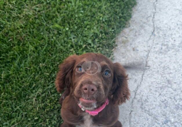 Cocker Spaniel Puppies for sale