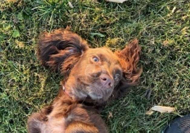 Female cocker spaniel for sale in Kingston upon Hull, East Riding of Yorkshire - Image 5