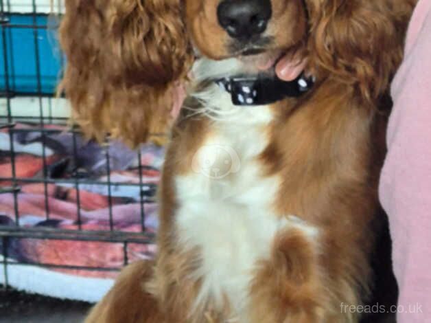 Female cocker spaniel for sale in Preston, Lancashire