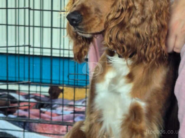 Cocker Spaniels for sale in Preston, Lancashire