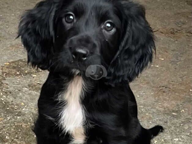 Female Cocker Spaniel for sale in Shaftesbury, Dorset - Image 1