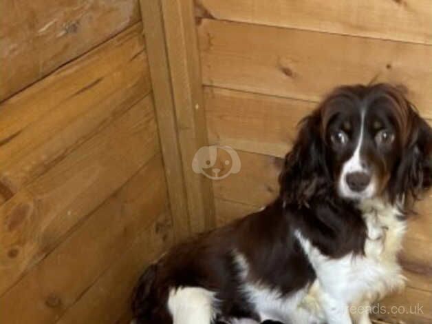 Female cocker spaniel for sale in Stoke Newington, Hackney, Greater London - Image 2