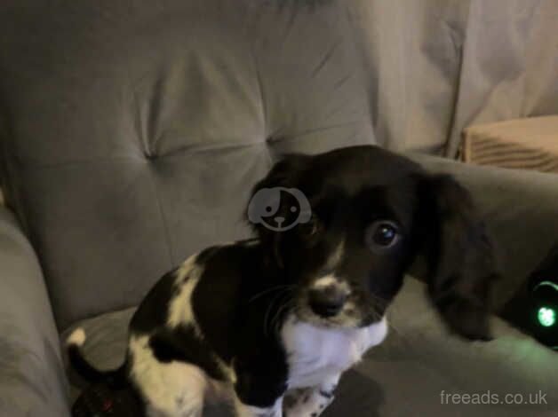 Female cocker spaniel for sale in Stoke Newington, Hackney, Greater London - Image 3