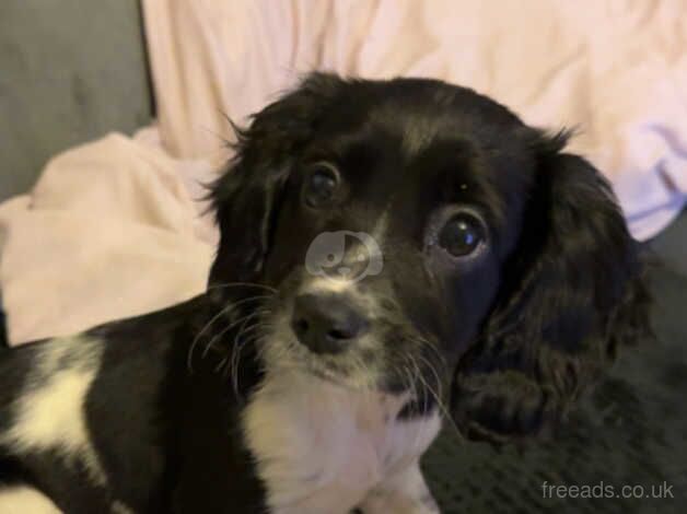 Cocker Spaniel Puppies for sale