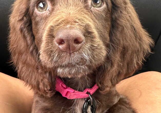 Female cocker spaniel pup for sale in Kingston upon Hull, East Riding of Yorkshire