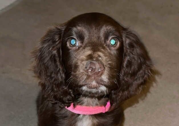 Cocker Spaniels for sale in Kingston upon Hull, East Riding of Yorkshire