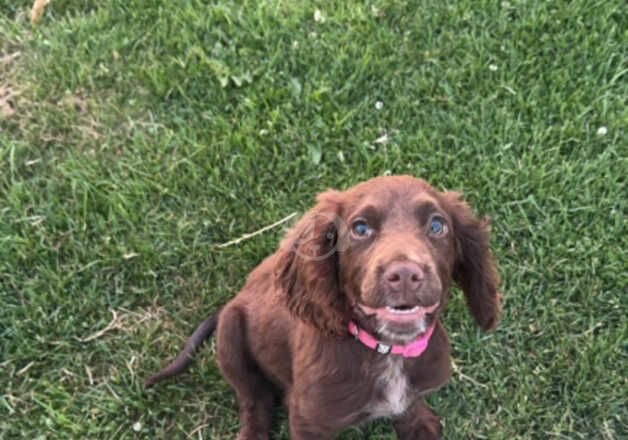 Cocker Spaniel Puppies for sale