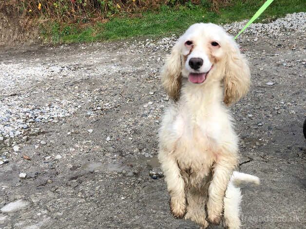 Fizzy The Cocker for sale in St Austell, Cornwall