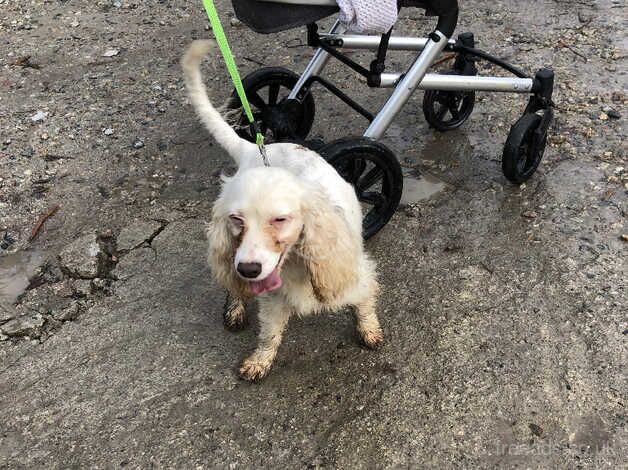 Cocker Spaniel Puppies for sale in Cornwall