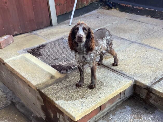 For sale female cocker spaniel chocolate roan for sale in Wallasey, Merseyside