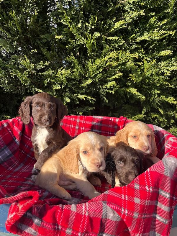 Four beautiful cocker spaniels for sale in Ingatestone, Essex