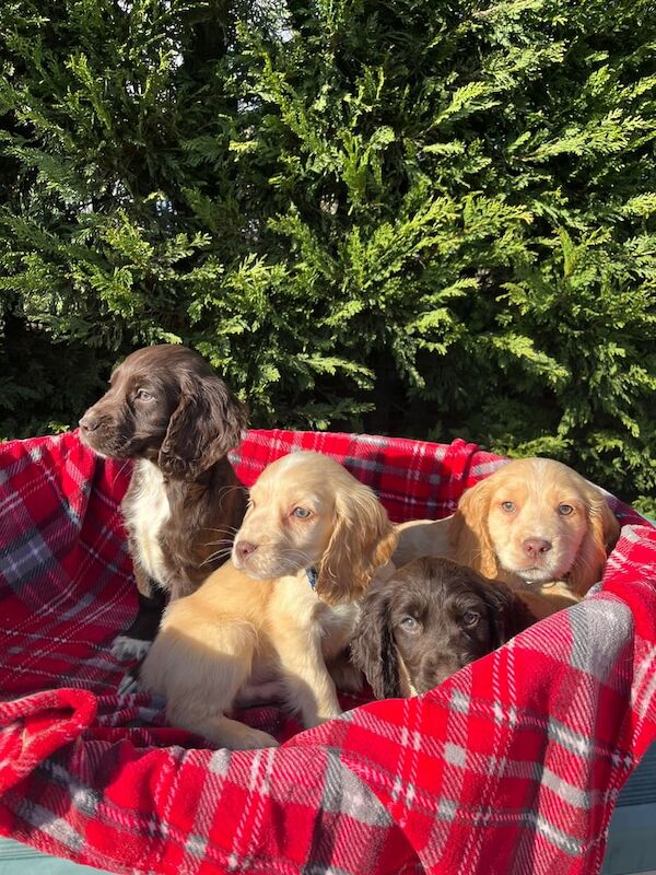 Four beautiful cocker spaniels for sale in Ingatestone, Essex - Image 2