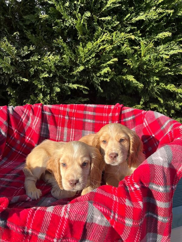 Four beautiful cocker spaniels for sale in Ingatestone, Essex - Image 3