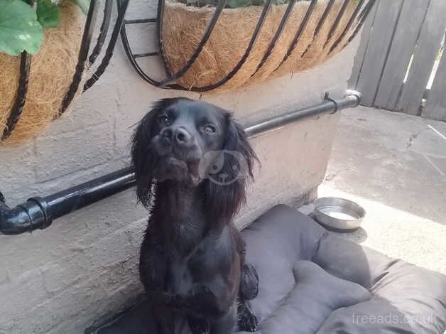 Fourteen month old working cocker male spaniel for sale in Darlington, County Durham