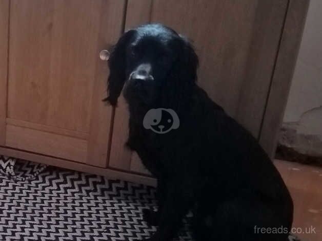 Fourteen month old working cocker male spaniel for sale in Darlington, County Durham