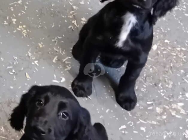 Ftch sired black cocker spaniel dog pup for sale in Bridgend