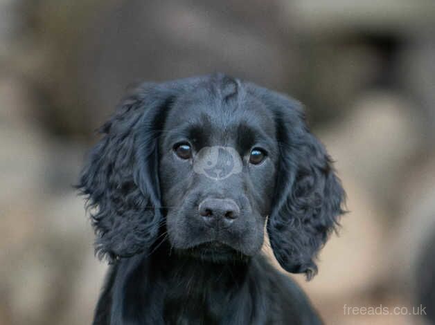 FTW X FTCH puppy for sale in Langport, Somerset - Image 1