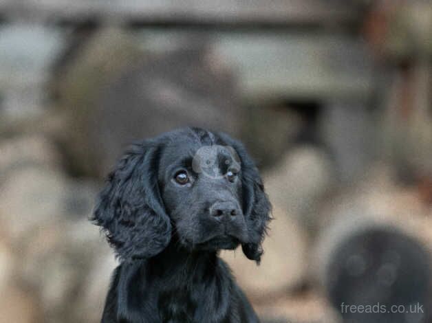 FTW X FTCH puppy for sale in Langport, Somerset - Image 2