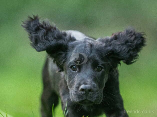 FTW X FTCH puppy for sale in Langport, Somerset - Image 3