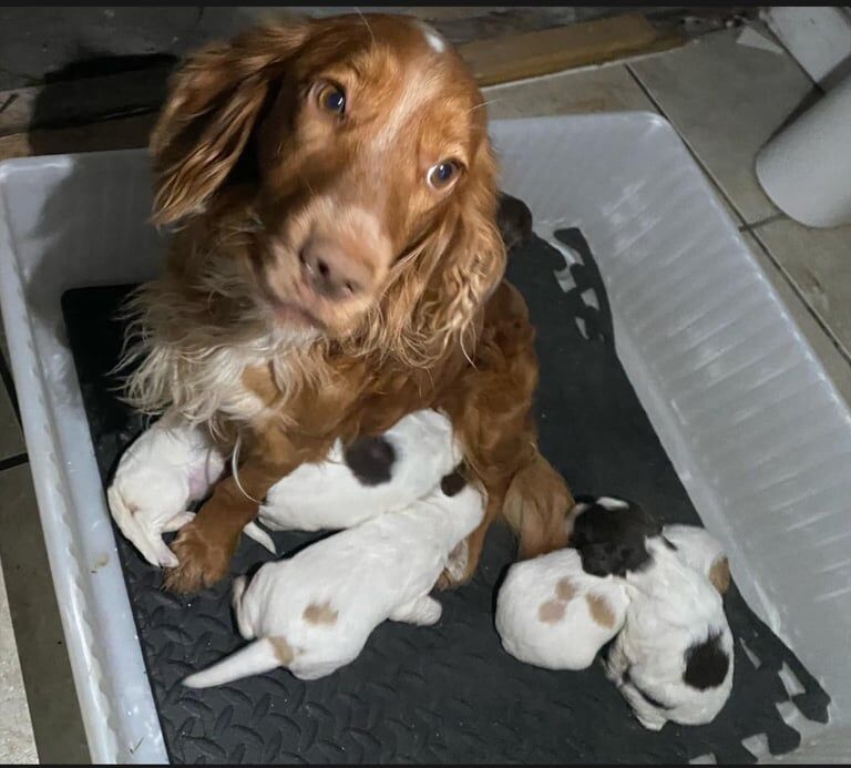 Full cocker spaniel pups for sale in Dorchester, Dorset