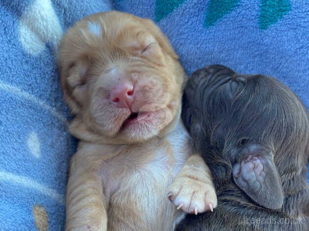 Full cocker spaniels for sale in Stowmarket, Suffolk - Image 1