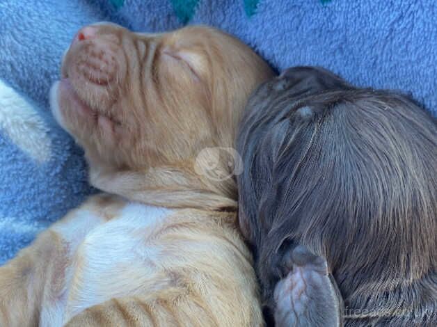 Full cocker spaniels for sale in Stowmarket, Suffolk - Image 3