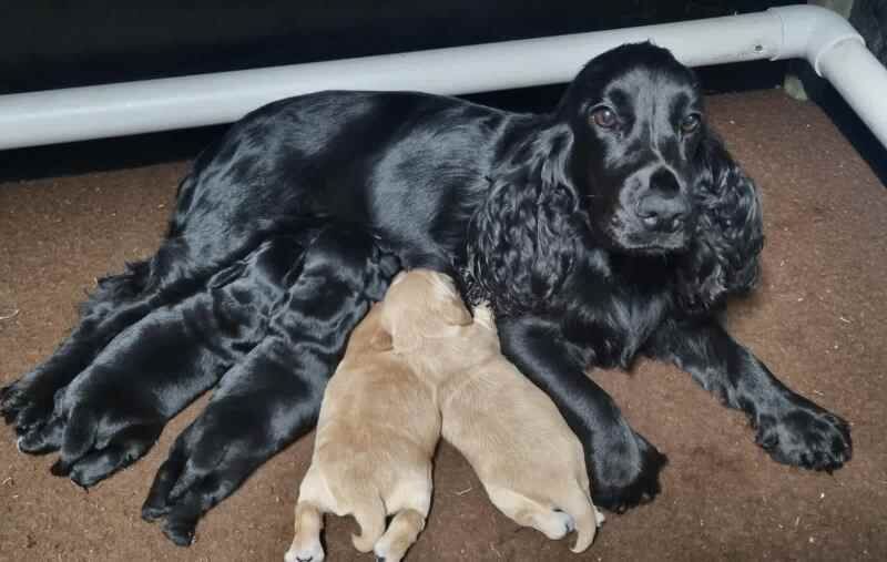 FULL englishcocker spaniel puppies with great personalities for sale in Coventry, West Midlands