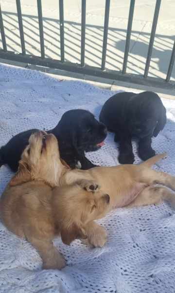 FULL englishcocker spaniel puppies with great personalities for sale in Coventry, West Midlands - Image 2