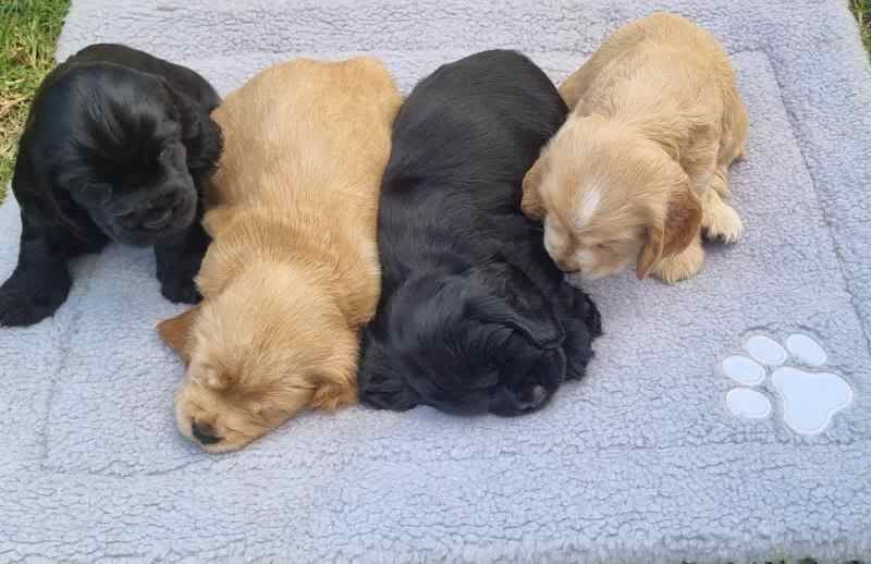 FULL englishcocker spaniel puppies with great personalities for sale in Coventry, West Midlands - Image 3