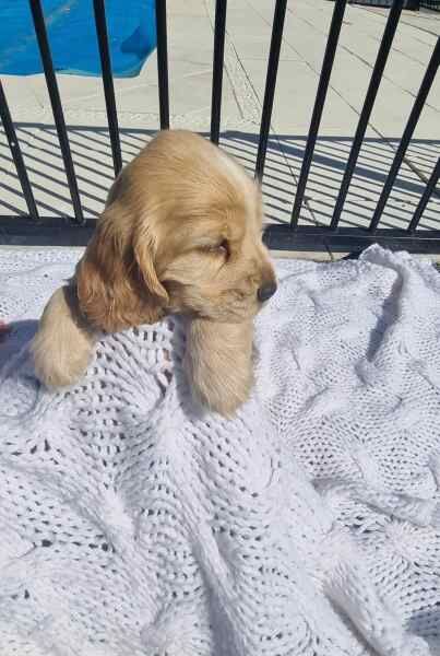 FULL englishcocker spaniel puppies with great personalities for sale in Coventry, West Midlands - Image 5