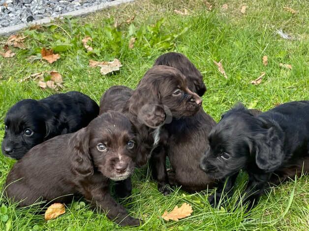 Full working cocker spaniels puppies for sale in Ivybridge, Devon - Image 1