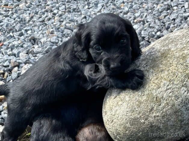 Full working cocker spaniels puppies for sale in Ivybridge, Devon - Image 2