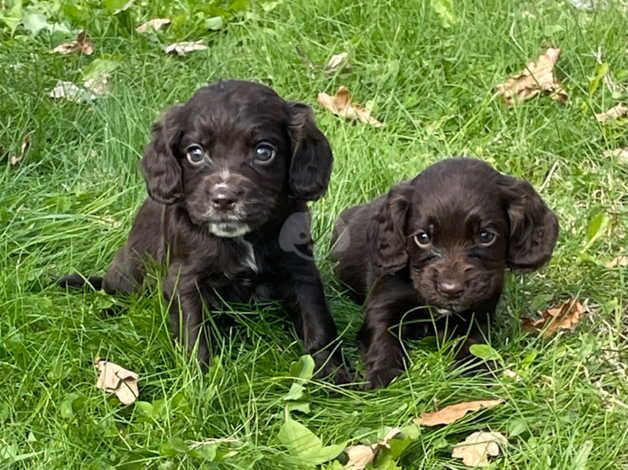 Full working cocker spaniels puppies for sale in Ivybridge, Devon - Image 3