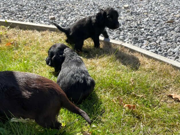 Full working cocker spaniels puppies for sale in Ivybridge, Devon - Image 4