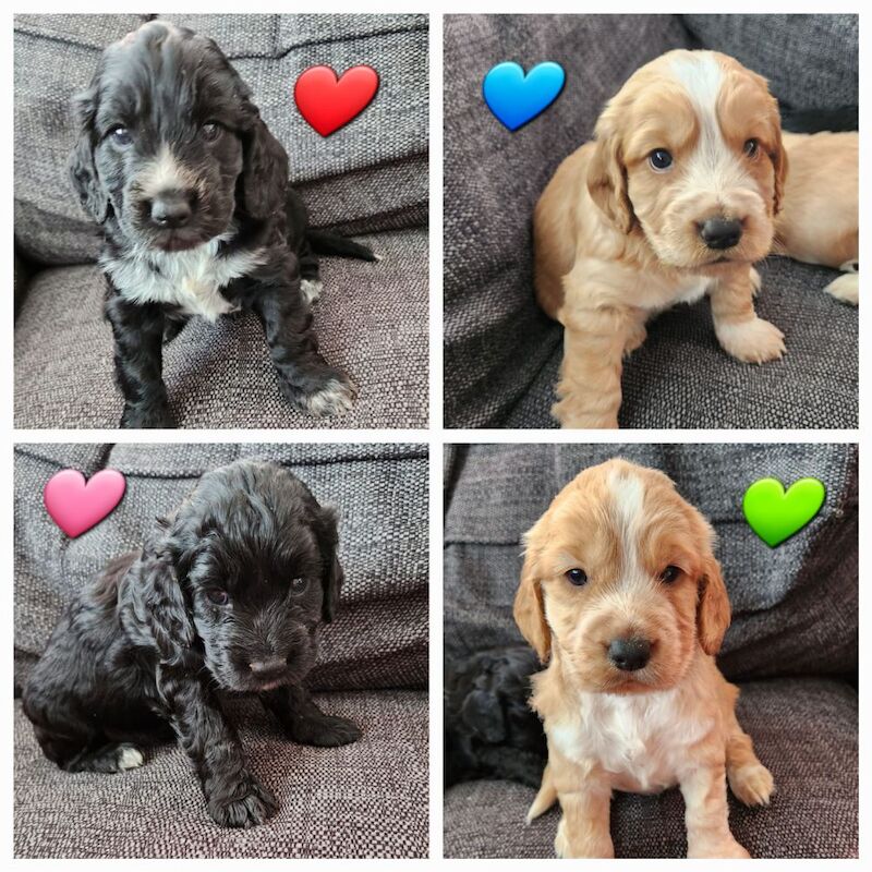 health tested working cocker spaniel pups for sale in Bromley, Bromley, Greater London