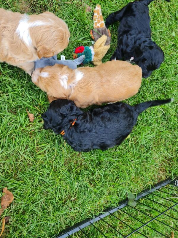 health tested working cocker spaniel pups for sale in Bromley, Bromley, Greater London - Image 2