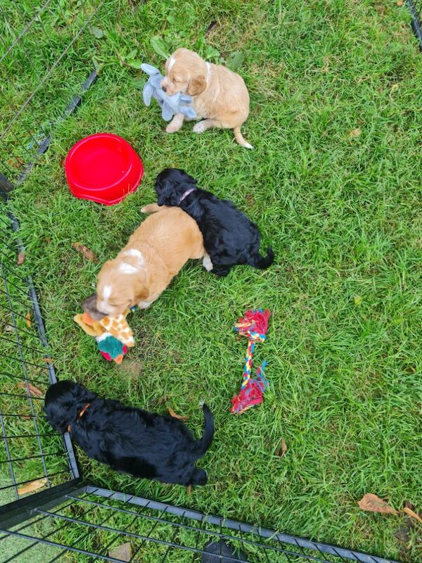 health tested working cocker spaniel pups for sale in Bromley, Bromley, Greater London - Image 3