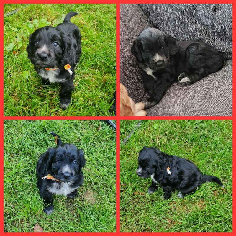 health tested working cocker spaniel pups for sale in Bromley, Bromley, Greater London - Image 4